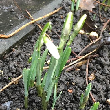 Galanthus nivalis