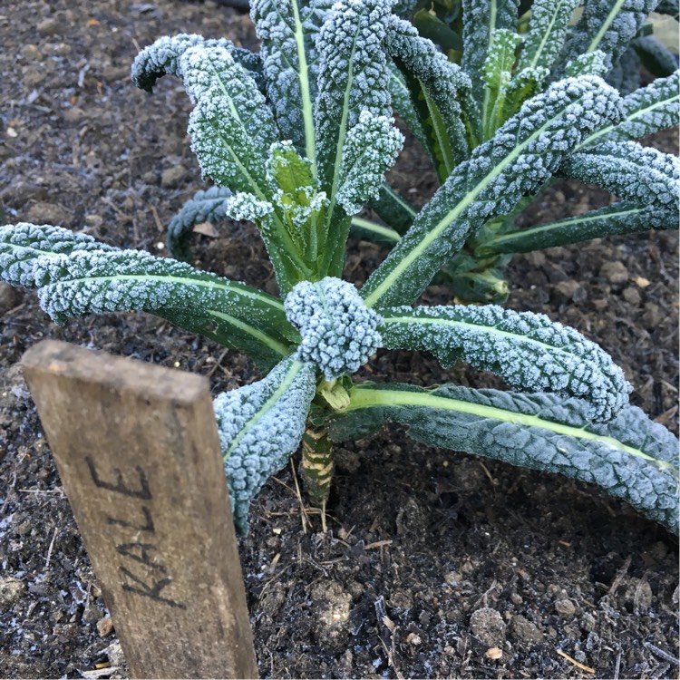 Plant image Brassica oleracea (Acephala Group) 'Nero di Toscana'