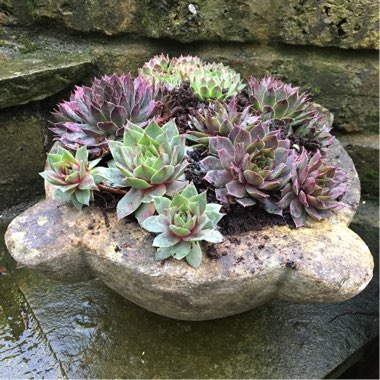 Sempervivum