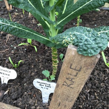 Brassica oleracea (Acephala Group) 'Nero di Toscana'