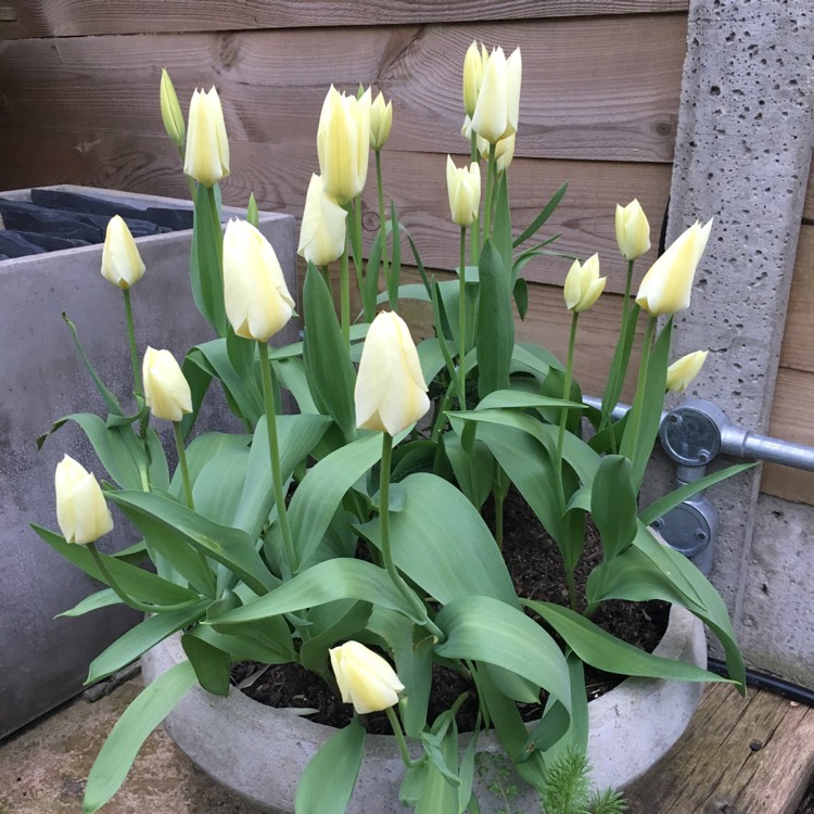 Plant image Tulipa 'Purissima' syn. Tulipa 'White Emperor'