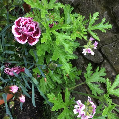 Dianthus plumarius