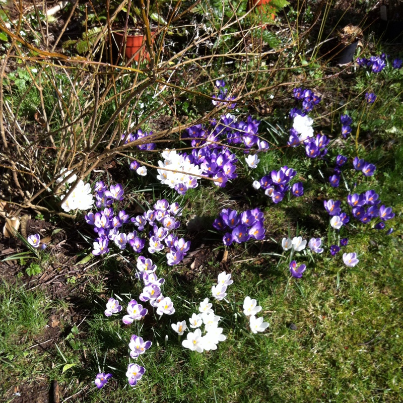 Crocus (Spring)