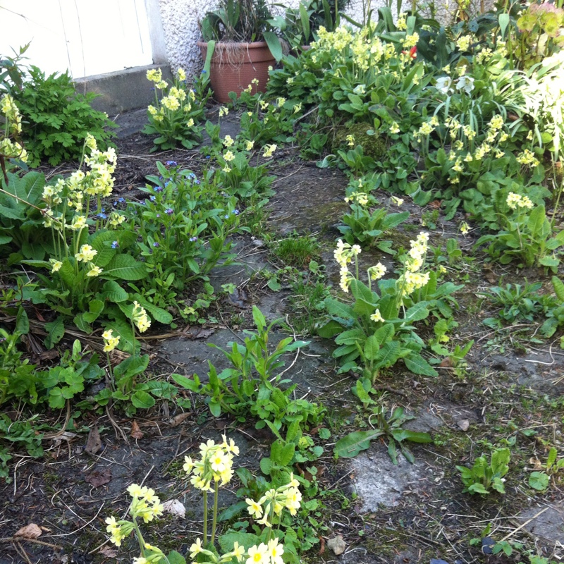 Plant image Primula elatior