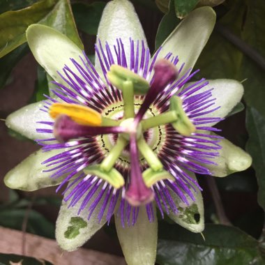 Passion Flower