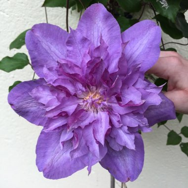 Clematis