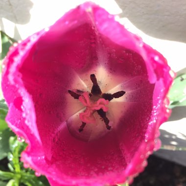 Tulip