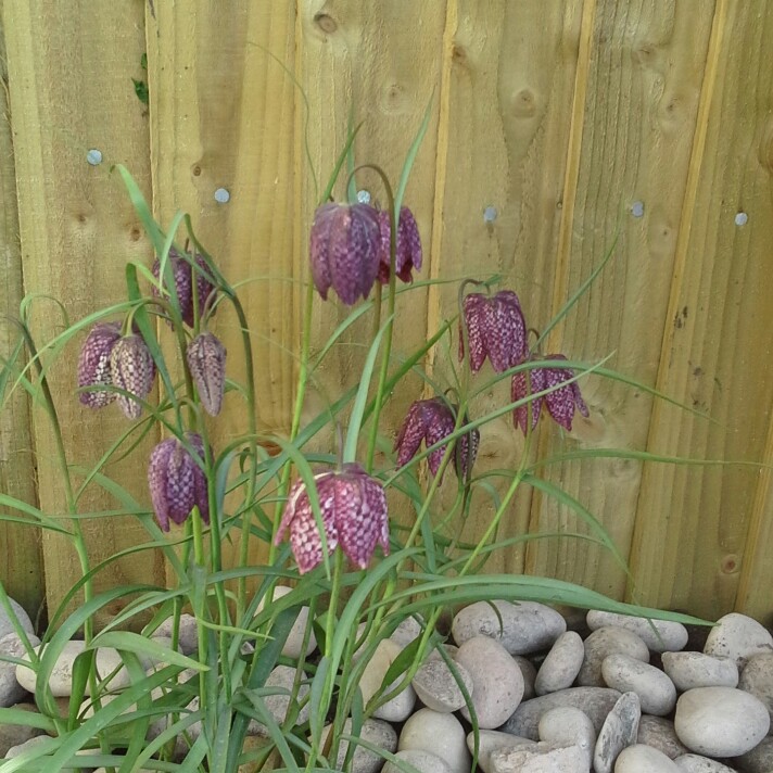 Snake's Head Fritillary