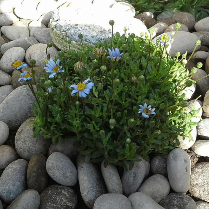 Blue Marguerite