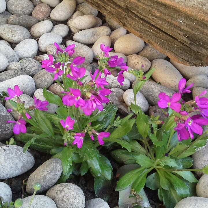 Rock Cress 'Rose Delight'