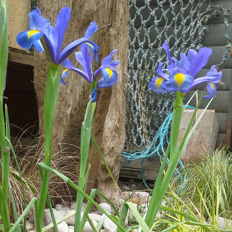 Dwarf Arctic Iris