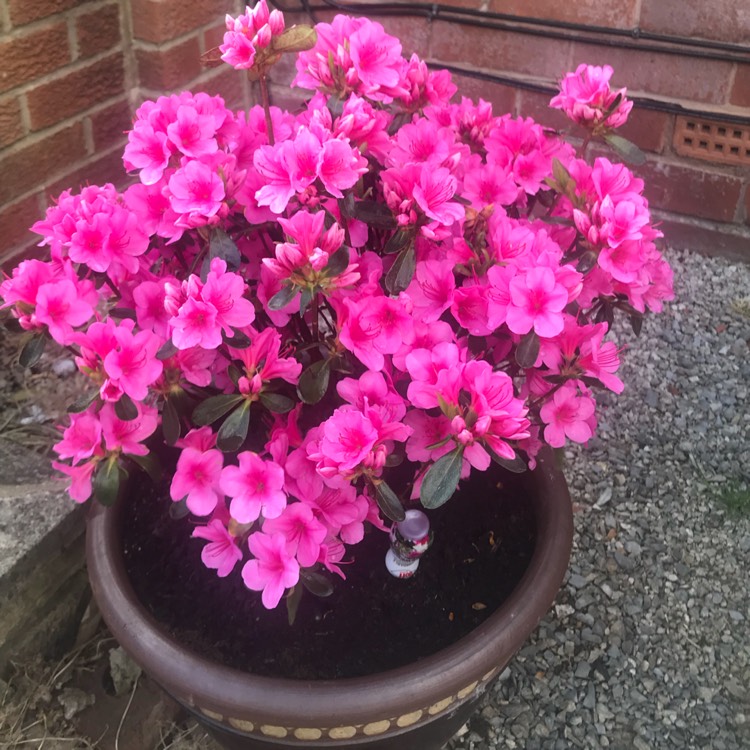 Plant image Rhododendron japonica 'Conny'