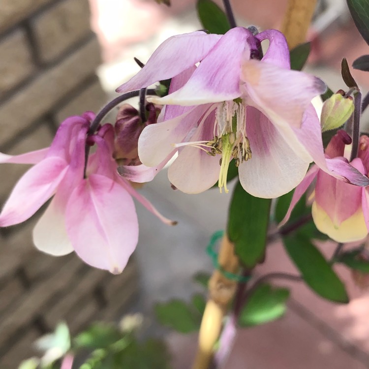 Plant image Aquilegia 'Ballerina'