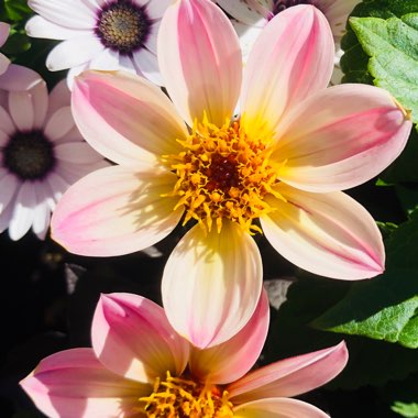 Dahlia 'Hdpi117' (Happy Days Series) syn. Dahlia 'Happy Days Pink'