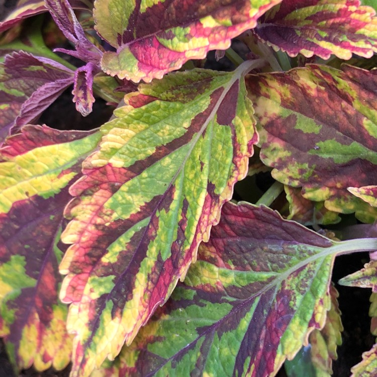 Plant image Plectranthus scutellarioides 'Combat'