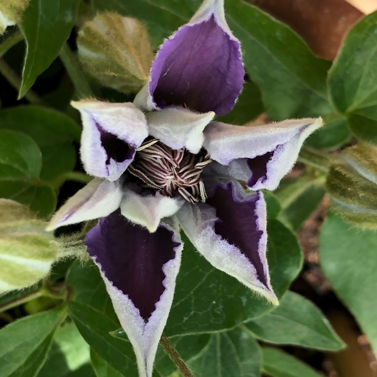 Plant image Clematis 'Bijou'