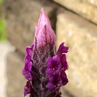 Lavandula stoechas 'Bandera Pink'