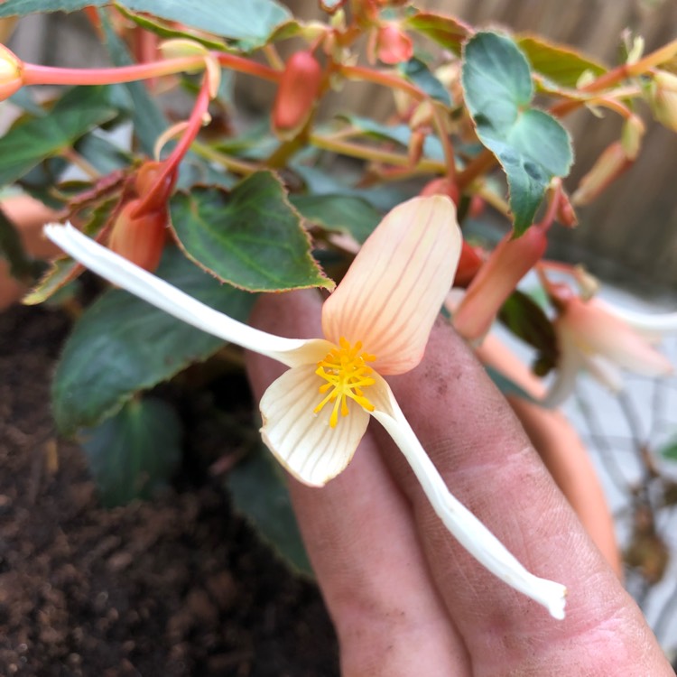 Plant image Begonia 'Yagance' (Million Kisses Series) syn. Begonia 'Million Kisses Elegance'