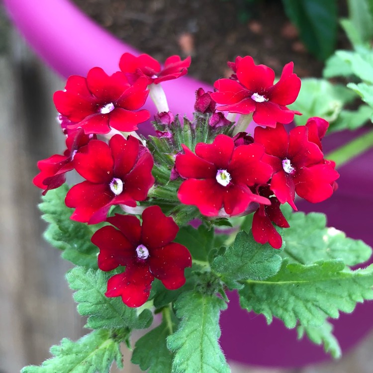 Plant image Verbena 'Venturi® Red'