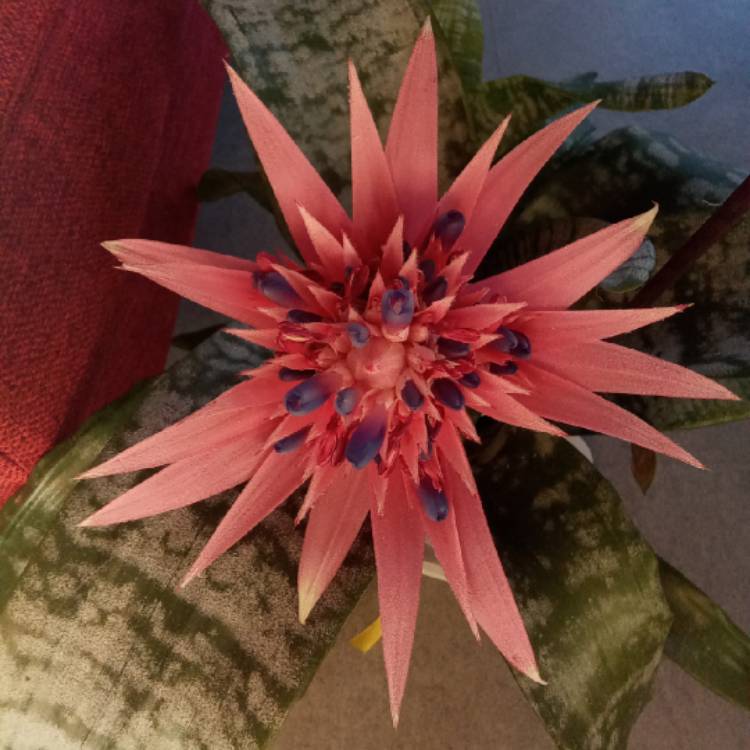 Plant image Aechmea fasciata