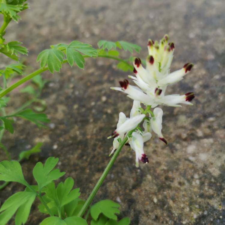 Plant image Fumaria capreolata