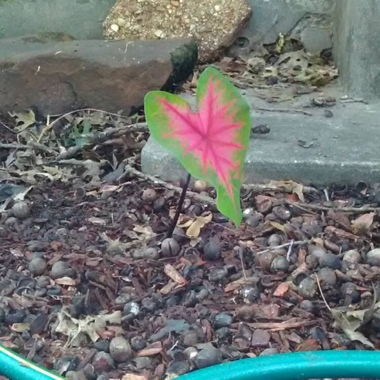 Plant image Caladium hortulanum 'Pink Cloud'