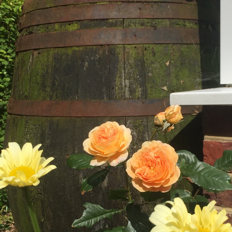 Rosa 'Auswinter' syn. Rosa 'Crown Princess Margareta'