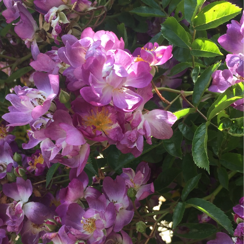 Rosa 'Veilchenblau'