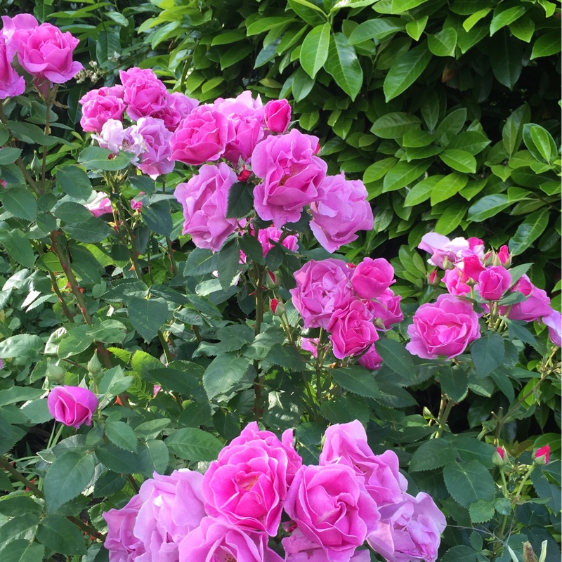 Rosa 'Sadler's Wells'