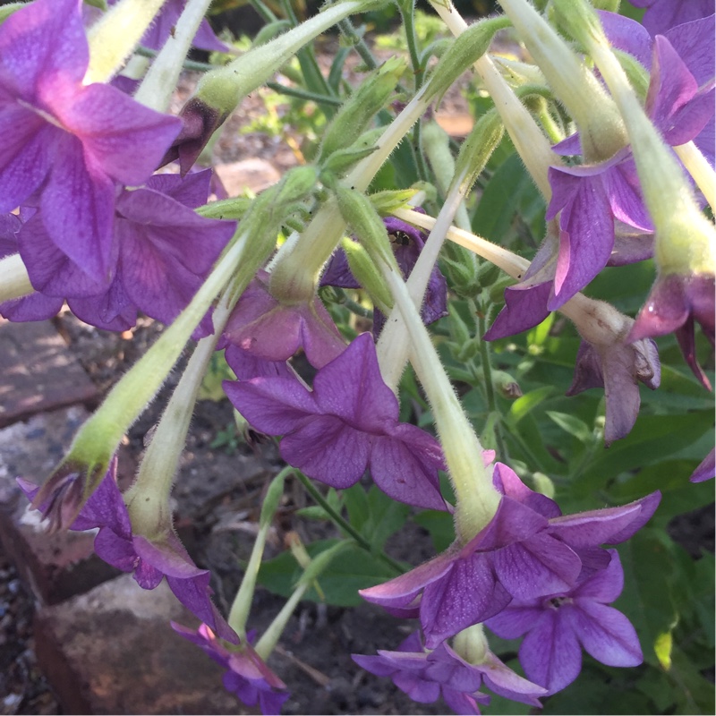 Plant image Nicotiana alata 'Perfume Deep Purple'