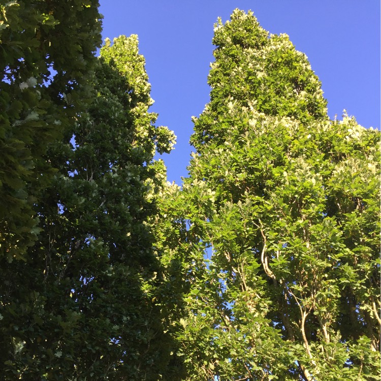 Plant image Quercus robur 'fastigiata Koster' ; syn.  Quercus robur 'Kosteri Fastigiata'