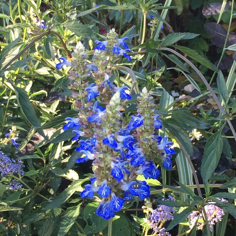 Plant image Salvia uliginosa