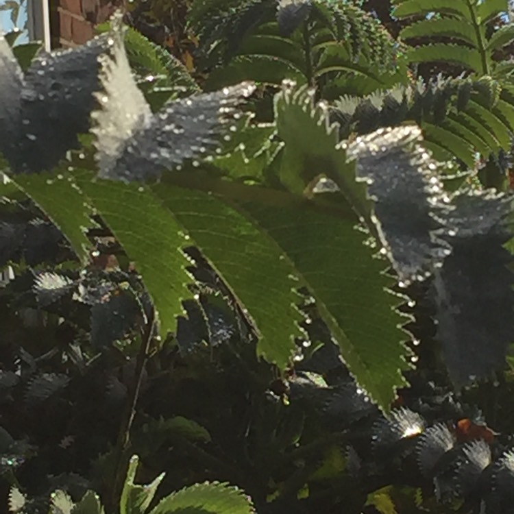 Plant image Melianthus major 'Purple Haze'