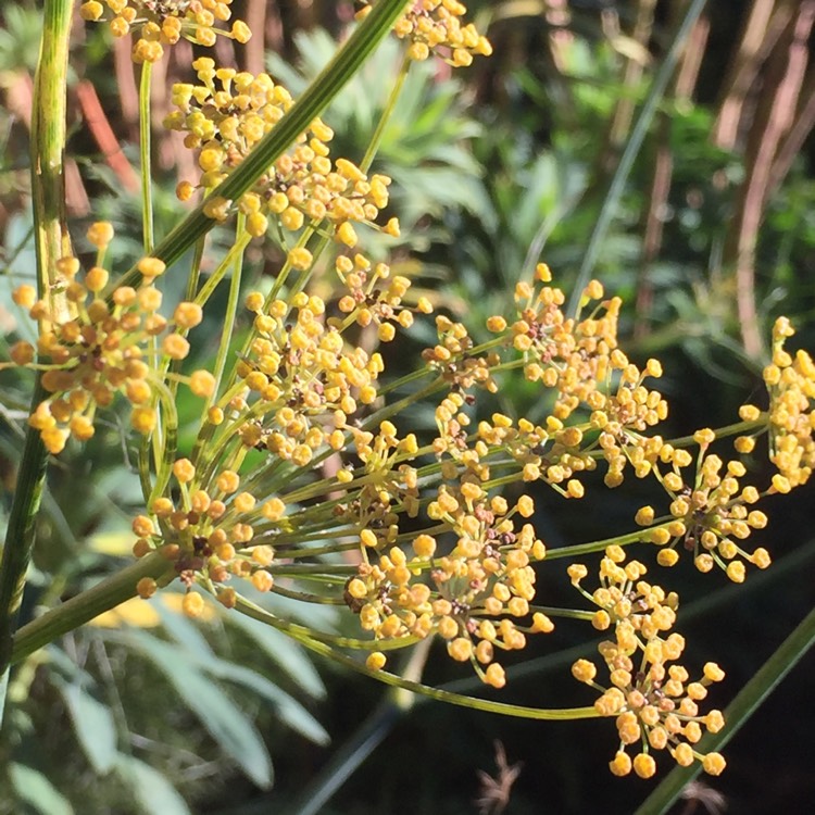 Plant image Foeniculum vulgare 'Giant Bronze' syn. Ferula 'Giant Bronze', Ferula communis 'Giant Bronze'