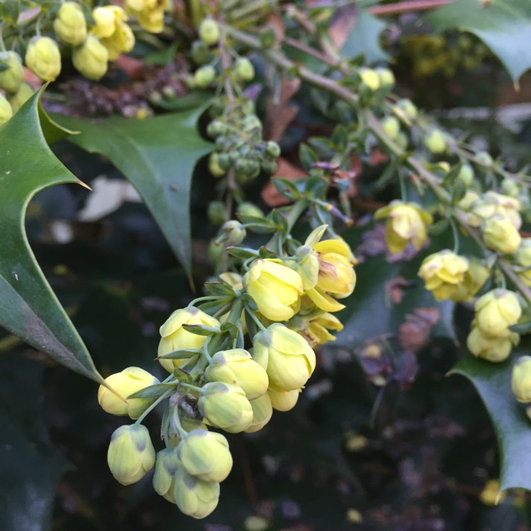 Plant image Mahonia japonica 'Bealei'