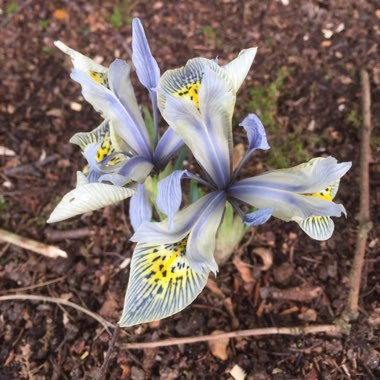 Iris 'Katharine Hodgkin' syn. Iris reticulata 'Katharine Hodgkin', Iris 'Injad Sherwood', Iris reticulata 'Injad Sherwood'