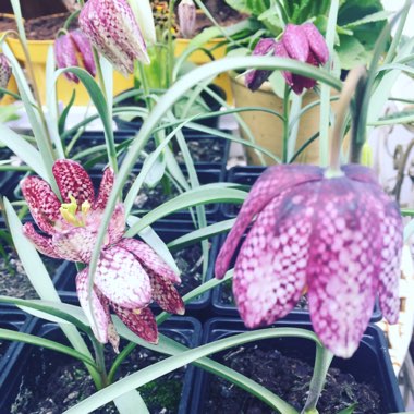 Fritillaria meleagris