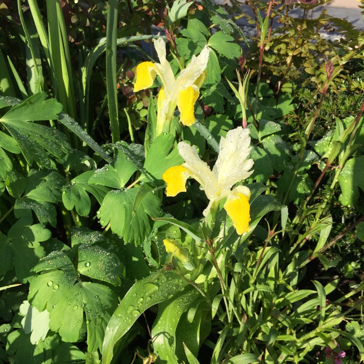 Plant image Iris 'Bucharica'