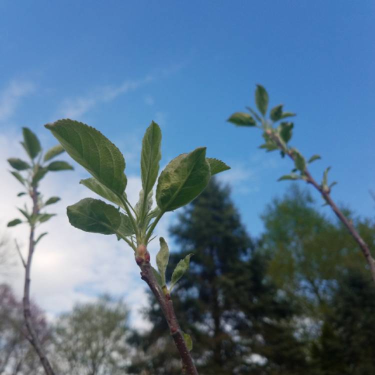 Plant image Malus domestica 'Fuji'