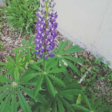 Wild lupine