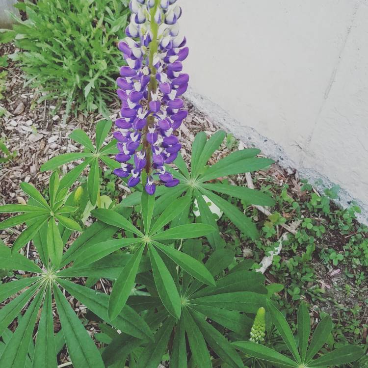 Plant image Lupinus perennis