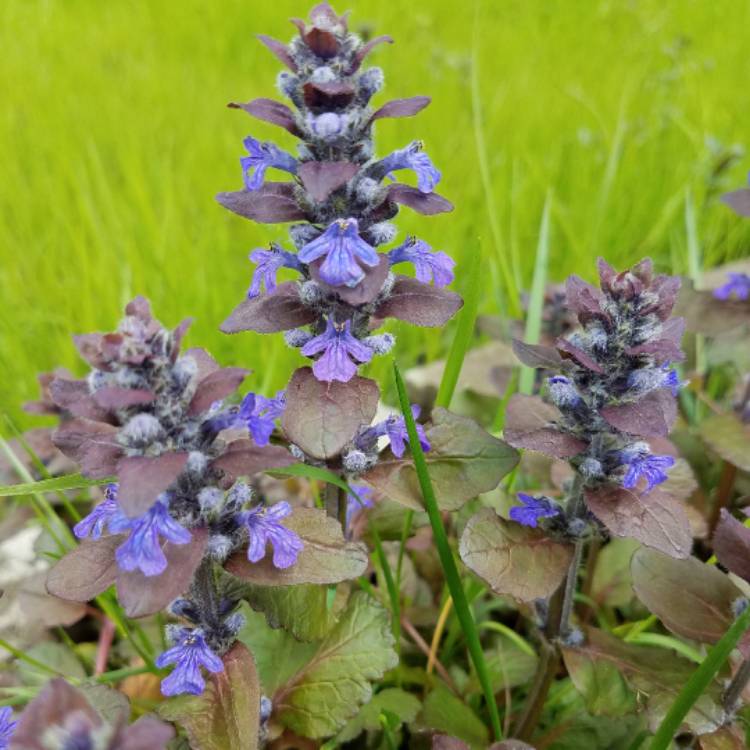 Plant image Ajuga reptans 'Binblasca' syn. Ajuga reptans 'Black Scallop'