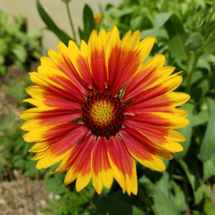 Plant image Gaillardia x grandiflora 'Kobold' syn. Gaillardia 'Kobold', Gaillardia x grandiflora 'Goblin', Gaillardia 'Goblin'