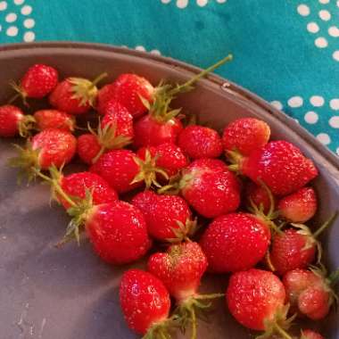 Fragaria x ananassa