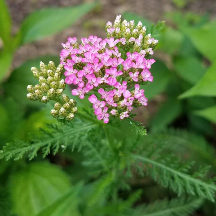 Plant image Achillea millefolium 'Lilac Beauty'