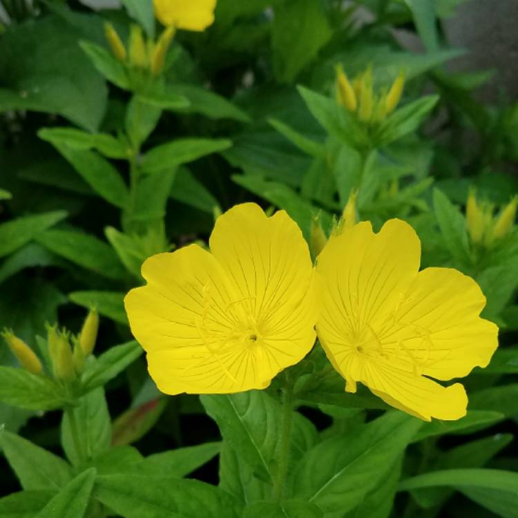 Plant image Oenothera Fruticosa 'Sundrops'