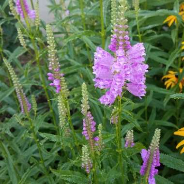 Physostegia virginiana 'Vivid'