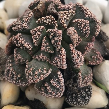 Titanopsis Calcarea (Living Jewel)