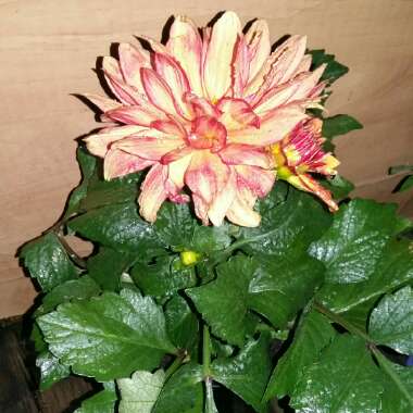 Dahlia 'Diana's Memory'