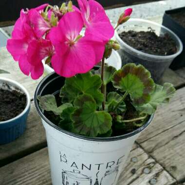 Cranesbill (Geranium)